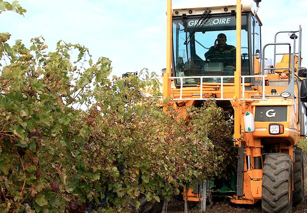 A computerized combine harvester picks the harvested grapes of Vinprom Karnobat