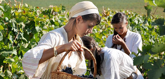"Vinprom Karnobat" started gathering the rareripe grape