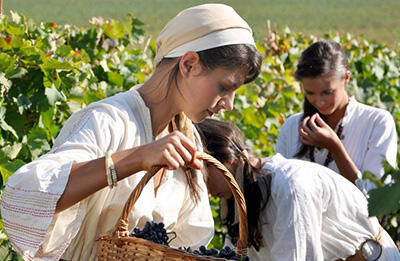 "Vinprom Karnobat" started gathering the rareripe grape